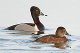 Ring-necked Ducks_24679A